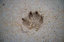 Dog Footprints In The Sand On The Beach, With Brown Sand