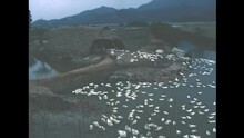 Chinese Suburbs Countryside Of Hong Kong With A Farm With Gooses In A Rural Lake. Historic Archival Of China With Country Animals In 1987.