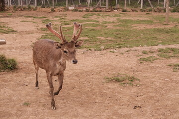 deer in the zoo