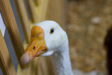 Duck Looks Into The Lens. A Bird With White Feathers And A Yellow Beak. Zoo Animals
