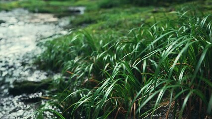 Poster - 清流 きれいな水（熊本県菊池渓谷）