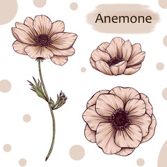 Wall Mural - Cute beige anemone flowers art, stylish forest florals, elegant anemones, rustic wedding design elements