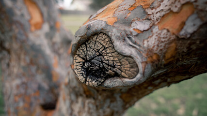 Wall Mural - close up of a tree