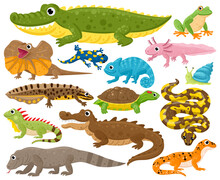 Reptiles And Amphibians. Cartoon Frog, Chameleon, Crocodile, Lizard And Turtle, Wildlife Animals Vector Illustration Set. Serpent, Reptile And Amphibians