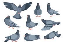 Cartoon Dove. Funny Pigeon Characters. Flying Animal In Different Poses. Wild Winged Creatures Set Standing And Eating On White. Urban Fauna Collection. Vector City Birds Flock In Flight