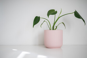 Wall Mural - Plant in a pot