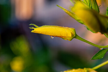 Wall Mural - Yellow Lunar Flower With Dew Drop.