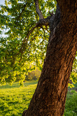 Wall Mural - Old Apple  Tree in the Evening and Meadow.