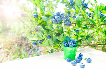 Wall Mural - Blueberries harvesting concept