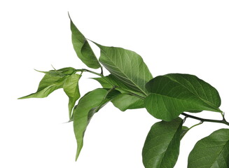 osage orange branch with leaf, maclura pomifera isolated on white background