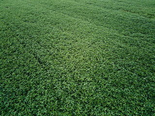 Wall Mural - aero view of soybean crops