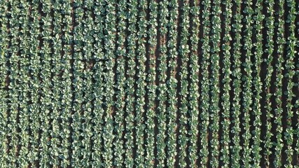 Aufkleber - Drone flies over rows of cabbage in an agricultural field