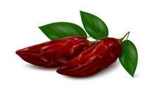 Two Smoke-dried Red Jalapeño Chili Pepper Pods (chipotles) With Three Green Leaves Isolated On White Background. Realistic Vector Illustration.