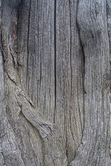 Wall Mural - patterns and texture of old wood