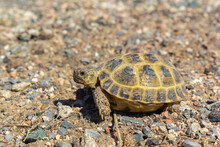 Desert Turtle Makes Its Way Across The Veldt Pebbles. Close-up