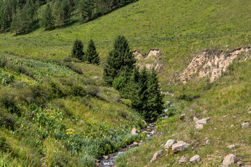 Wall Mural - sheep in the mountains