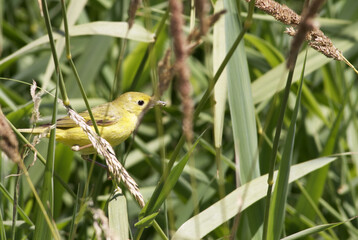 Poster - Beautiful view of the bird sitting on the branch of the tree in the field on a blurry background