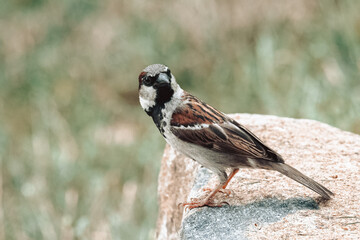 Poster - Beautiful view of the tiny bird sitting on the stone in the field on a blurry background