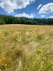 Canvas Print - Prairie dans la Nièvre, Bourgogne