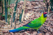 The horned parakeet (Eunymphicus cornutus) is a medium-sized parrot endemic to New Caledonia. It is called 