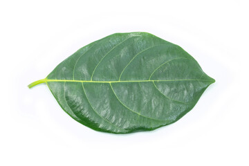 Wall Mural - green leaf isolated on white background