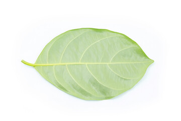 Wall Mural - green leaf isolated on white background