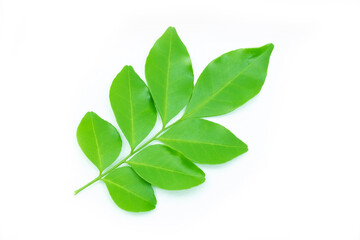 Wall Mural - green leaf isolated on white background