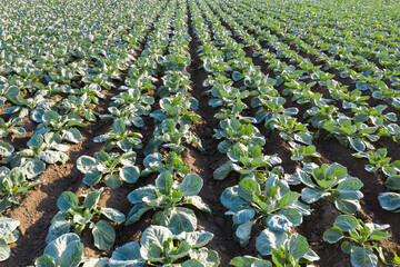 Aufkleber - Drone flies over rows of cabbage in an agricultural field