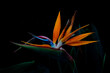 © Austockphoto - bird of paradise flower