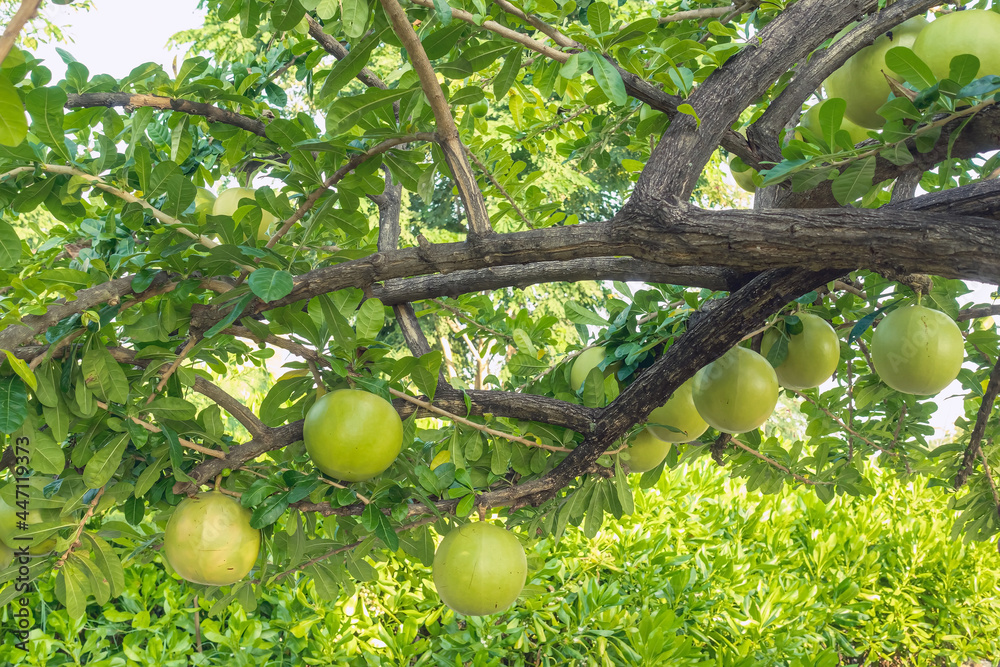 Cerbera Odollam or Suicide fruits on tree is a Thai herbs with properties  is Peel used