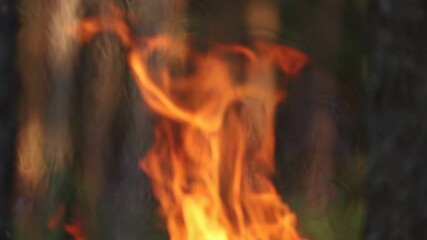 Poster - Fire in the forest close-up.
