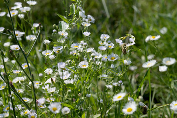 Wall Mural - meadow flowers growing in the summer