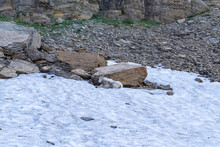 Mountain Goat Relaxes In The Snow In Glacier National Park