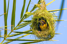 Weaver Bird In Process Of Weaving Nest