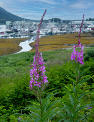 Wall Mural - Fireweed and Petersburg Harbor, Alaska