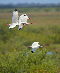 Four white ibis flying over bushes