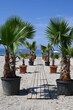 Palmen am Strand und Weg zum Meer