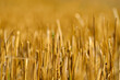 Closeup of wheat stubble after harvesting.