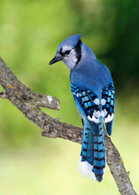 Blue Jay (Cyanocitta Cristata) Perched On A Tree Branch Searching For Food.