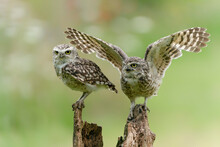 Two Cute Burrowing Owls (Athene Cunicularia) Sitting On A Branch. Burrowing Owl Alert On Post. Green Bokeh Background.                               