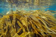 Kelp Laminaria Algae seaweeds underwater in the ocean, Atlantic, Spain, Galicia