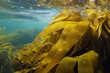 Laminaria kelp brown algae seaweeds underwater in the ocean, Atlantic, Spain, Galicia