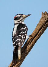 Male Hairy Woodpecker (Leuconotopicus Villosus) Clinging To A Tree Stump While Searching For Food.