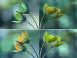 Fototapeta Kwiaty - Tulipany 
