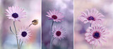 Piękne różowe kwiaty. Osteospermum afrykańska stokrotka