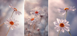 Fototapeta Fototapeta w kwiaty na ścianę - Białe kwiaty stokrotki