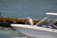 English Mastiff Enjoying A Motorboat Ride On The Florida Intra-Coastal Waterway.