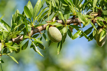 Wall Mural - Green almonds nuts ripening on tree, cultivation of almond nuts in Provence, France