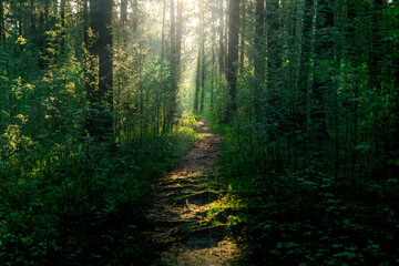 Wall Mural - landscape trail in the forest with sunbeams