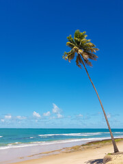 Wall Mural - Paisagem tropical de uma praia com um coqueiro, mar azul e céu claro